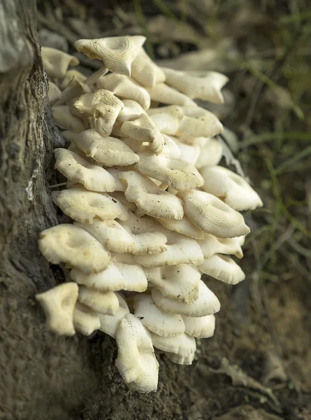 Cogumelos-ostra-australianos, Pleurotus ostreatus — Fotografia de Stock